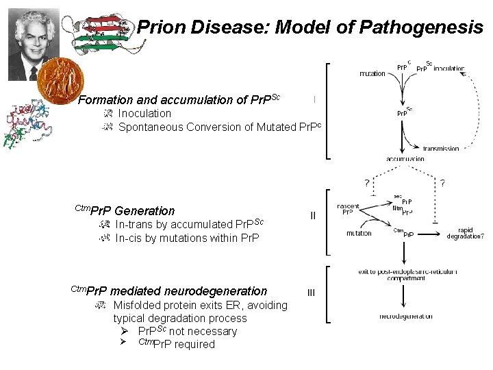 Prion Disease: Model of Pathogenesis Formation and accumulation of Pr. PSc Inoculation Spontaneous Conversion