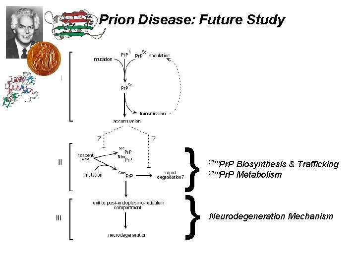 Prion Disease: Future Study } } Ctm. Pr. P Biosynthesis & Trafficking Ctm. Pr.