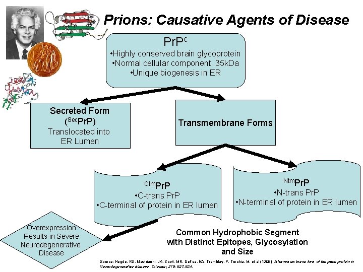 Prions: Causative Agents of Disease Pr. Pc • Highly conserved brain glycoprotein • Normal