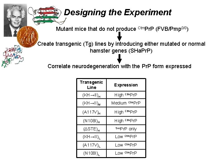 Designing the Experiment Mutant mice that do not produce Ctm. Pr. P (FVB/Pmp 0/0)