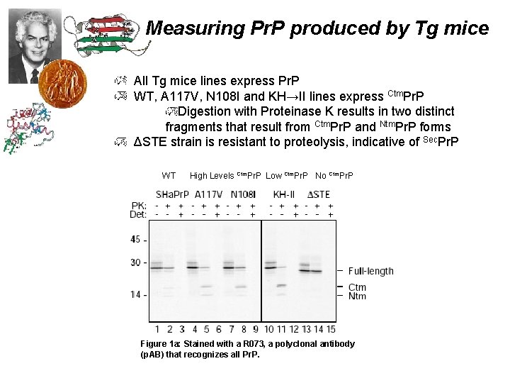 Measuring Pr. P produced by Tg mice All Tg mice lines express Pr. P