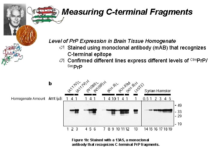 Measuring C-terminal Fragments Level of Pr. P Expression in Brain Tissue Homogenate Stained using