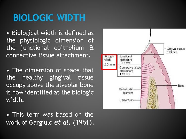BIOLOGIC WIDTH • Biological width is defined as the physiologic dimension of the junctional