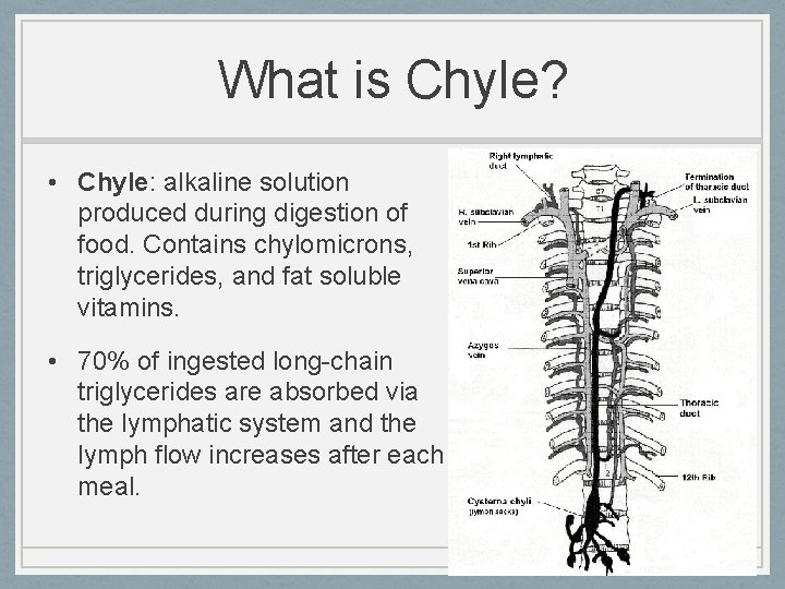 What is Chyle? • Chyle: alkaline solution produced during digestion of food. Contains chylomicrons,