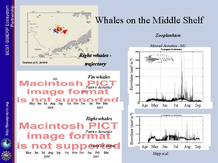 Whales on the Middle Shelf Zooplankton Right whales trajectory Fin whales M 2 Passive