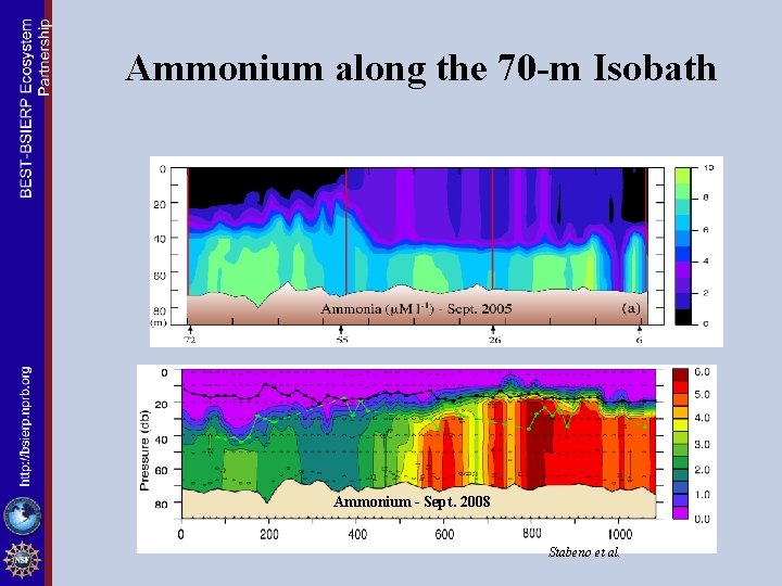 Ammonium along the 70 -m Isobath Nutrients ammonium Ammonium - Sept. 2008 Stabeno et