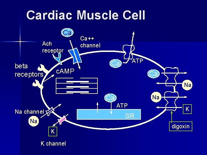 Cardiac Muscle Cell Ca Ach receptor Ca++ channel ATP Ca beta receptors c. AMP
