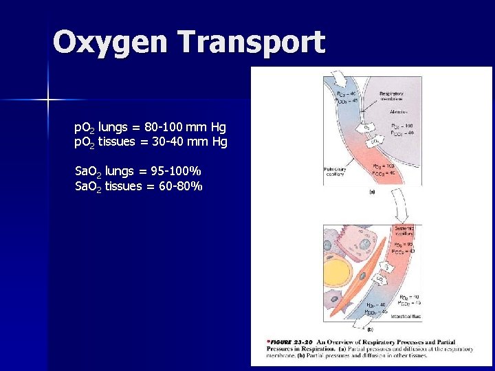 Oxygen Transport p. O 2 lungs = 80 -100 mm Hg p. O 2