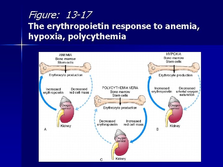 Figure: 13 -17 The erythropoietin response to anemia, hypoxia, polycythemia 