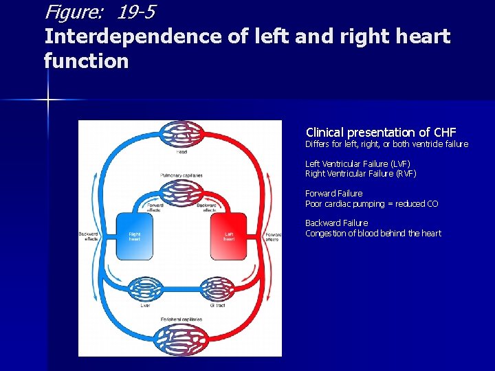 Figure: 19 -5 Interdependence of left and right heart function Clinical presentation of CHF