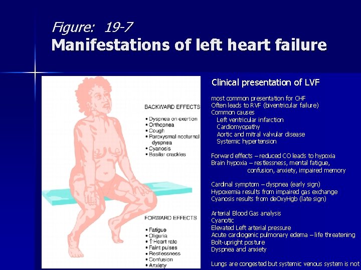 Figure: 19 -7 Manifestations of left heart failure Clinical presentation of LVF most common