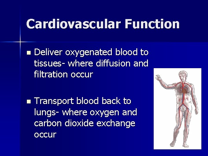 Cardiovascular Function n Deliver oxygenated blood to tissues- where diffusion and filtration occur n