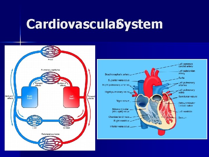 Cardiovascular. System 