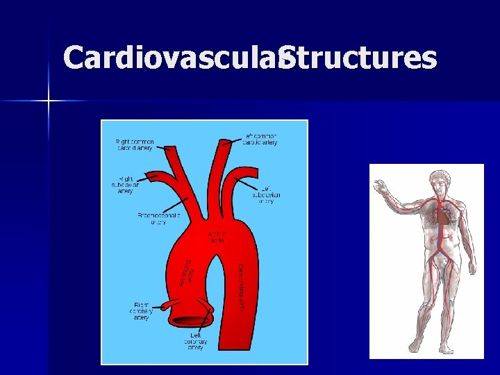 Cardiovascular. Structures 