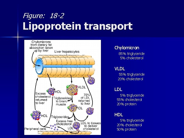 Figure: 18 -2 Lipoprotein transport Chylomicron 85% triglyceride 5% cholesterol VLDL 55% triglyceride 20%