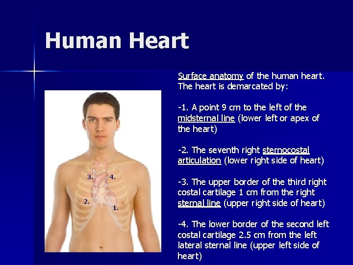 Human Heart Surface anatomy of the human heart. The heart is demarcated by: -1.