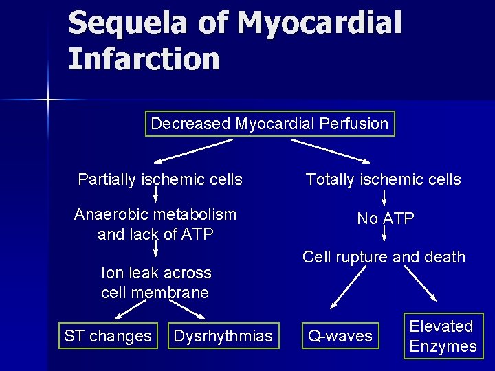 Sequela of Myocardial Infarction Decreased Myocardial Perfusion Partially ischemic cells Totally ischemic cells Anaerobic