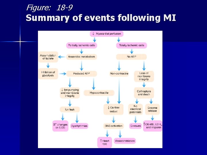 Figure: 18 -9 Summary of events following MI 