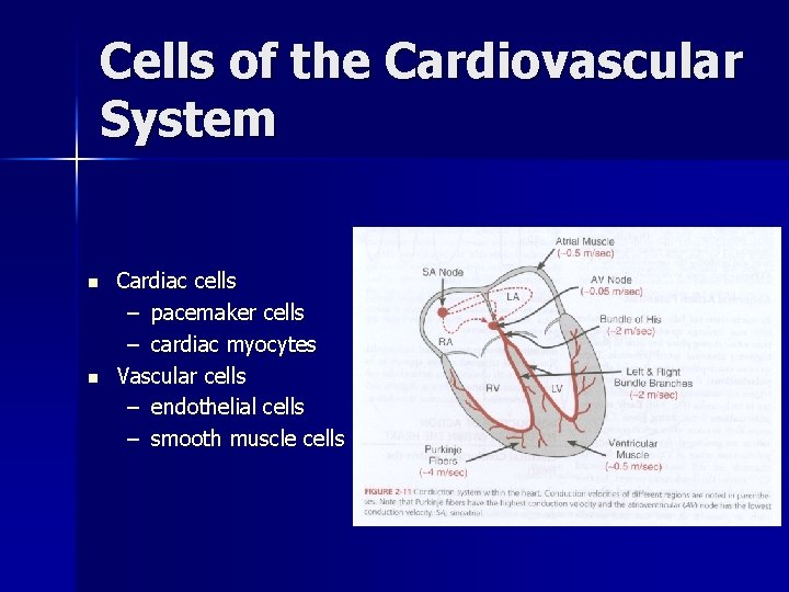 Cells of the Cardiovascular System n n Cardiac cells – pacemaker cells – cardiac