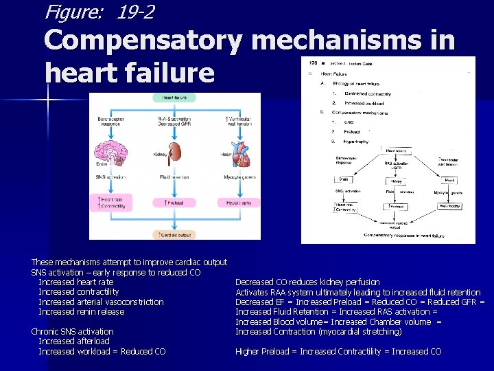 Figure: 19 -2 Compensatory mechanisms in heart failure These mechanisms attempt to improve cardiac