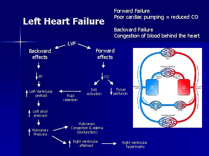Left Heart Failure Forward Failure Poor cardiac pumping = reduced CO Backward Failure Congestion
