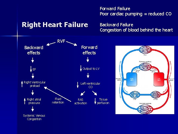 Forward Failure Poor cardiac pumping = reduced CO Right Heart Failure Backward Failure Congestion
