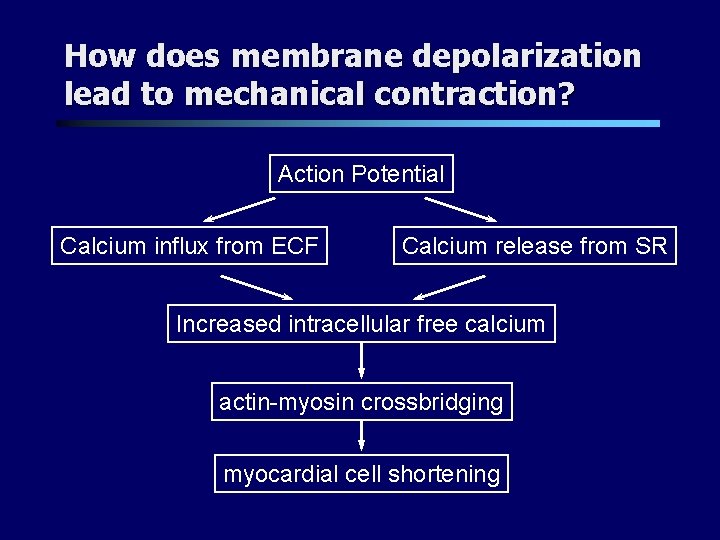 How does membrane depolarization lead to mechanical contraction? Action Potential Calcium influx from ECF