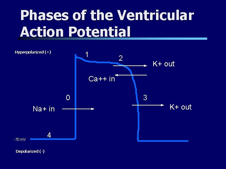 Phases of the Ventricular Action Potential Hyperpolarized (+) 1 2 K+ out Ca++ in