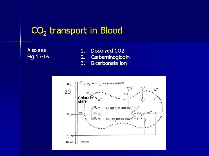 CO 2 transport in Blood Also see Fig 13 -16 1. 2. 3. Dissolved