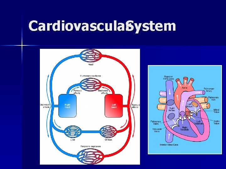 Cardiovascular. System 