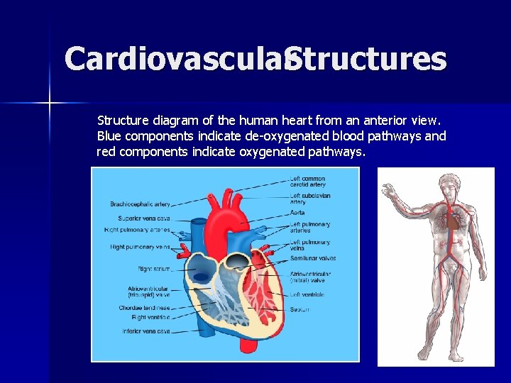 Cardiovascular. Structures Structure diagram of the human heart from an anterior view. Blue components
