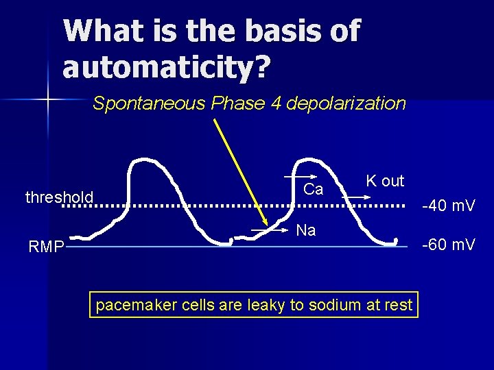 What is the basis of automaticity? Spontaneous Phase 4 depolarization threshold RMP Ca K