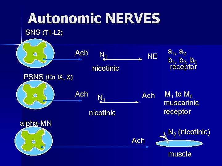 Autonomic NERVES SNS (T 1 -L 2) Ach N 1 NE nicotinic a 1,