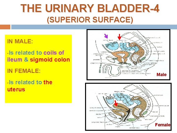 THE URINARY BLADDER-4 (SUPERIOR SURFACE) IN MALE: Is related to coils of ileum &