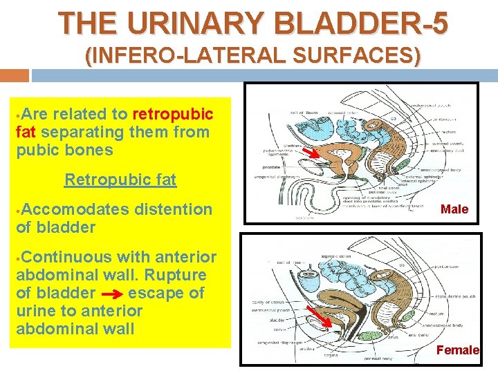 THE URINARY BLADDER-5 (INFERO-LATERAL SURFACES) Are related to retropubic fat separating them from pubic