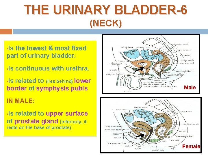THE URINARY BLADDER-6 (NECK) Is the lowest & most fixed part of urinary bladder.