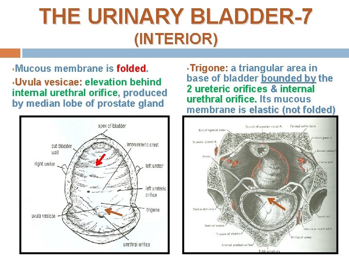 THE URINARY BLADDER-7 (INTERIOR) Mucous membrane is folded. §Uvula vesicae: elevation behind internal urethral