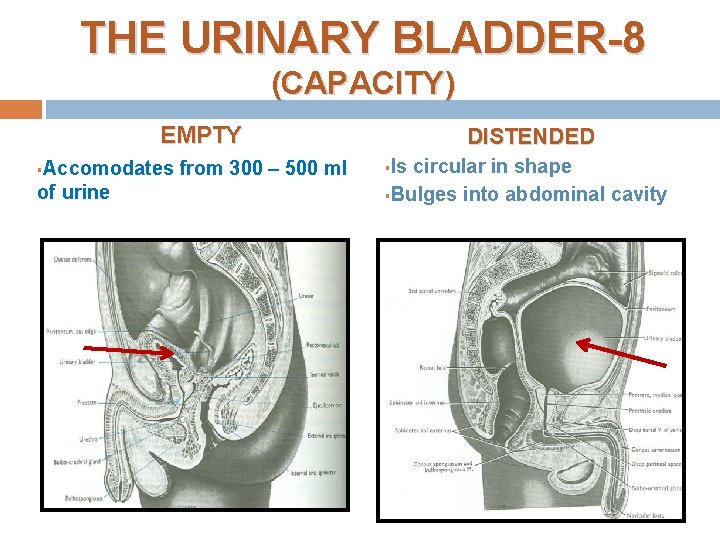 THE URINARY BLADDER-8 (CAPACITY) EMPTY Accomodates from 300 – 500 ml of urine §