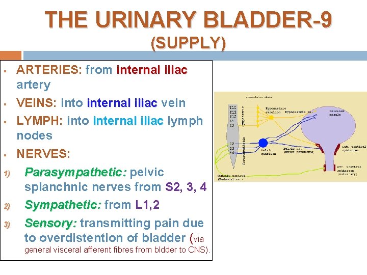 THE URINARY BLADDER-9 (SUPPLY) § § 1) 2) 3) ARTERIES: from internal iliac artery