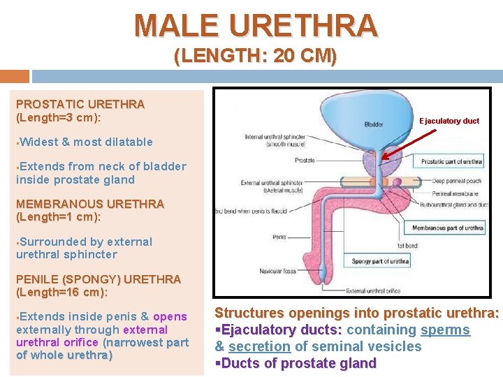 MALE URETHRA (LENGTH: 20 CM) PROSTATIC URETHRA (Length=3 cm): §Widest Ejaculatory duct & most