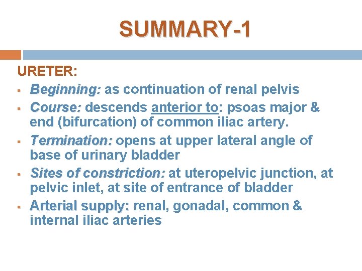 SUMMARY-1 URETER: § Beginning: as continuation of renal pelvis § Course: descends anterior to: