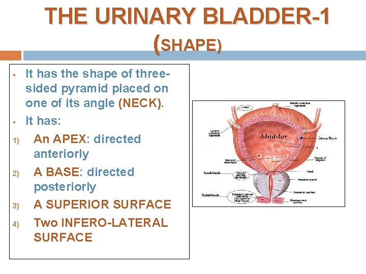 THE URINARY BLADDER-1 (SHAPE) § § 1) 2) 3) 4) It has the shape