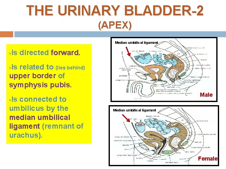 THE URINARY BLADDER-2 (APEX) Median umbilical ligament § Is directed forward. Is related to