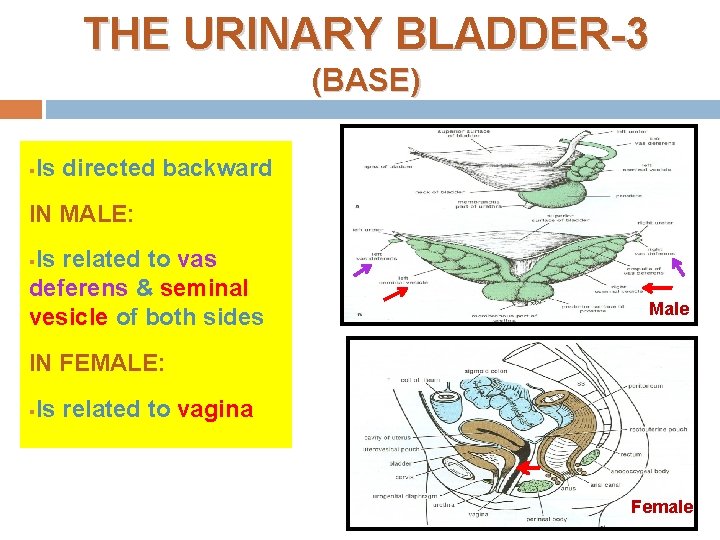 THE URINARY BLADDER-3 (BASE) § Is directed backward IN MALE: Is related to vas