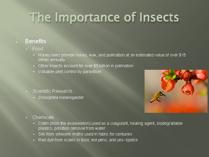 The Importance of Insects • Benefits • Food • Honey bees provide honey, wax,