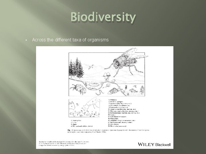 Biodiversity • Across the different taxa of organisms 
