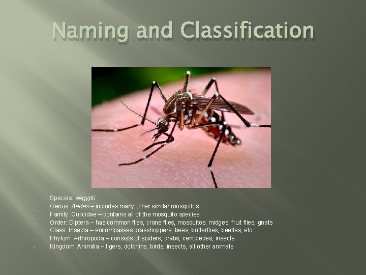 Naming and Classification • • Species: aegypti Genus: Aedes – includes many other similar