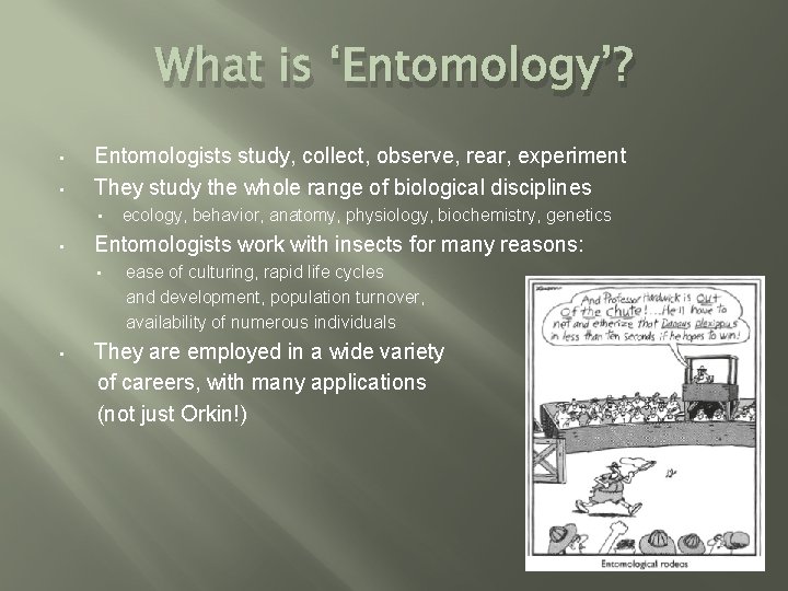 What is ‘Entomology’? • • Entomologists study, collect, observe, rear, experiment They study the