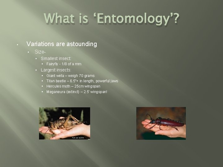 What is ‘Entomology’? • Variations are astounding • Size • Smallest insect: • Fairyfly