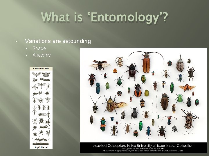 What is ‘Entomology’? • Variations are astounding • • Shape Anatomy 